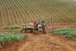 الولاة  رؤساء الدوائر والأميار وراء نهب الأراضي الفلاحية