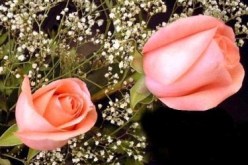 النهار تساعدك على دخول القفص الذهبي