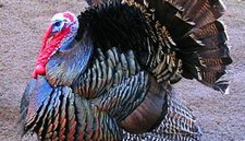 الديك الرومي يلتهم طفلا ووالده ينتقم بإحراق الزريبة في سطيف