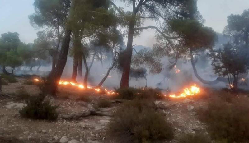 تبسة: تواصل عملية إخماد الحريق بجبل بوغافر