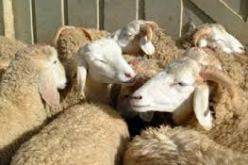 تراجع عدد المواقع المرخصة لبيع الاضاحي بولاية الجزائر