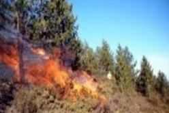 إتلاف 200 هكتار من المساحات الغابية بسعيدة