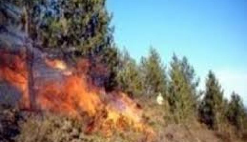 إتلاف 200 هكتار من المساحات الغابية بسعيدة