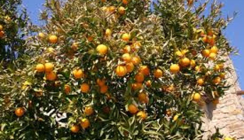 رفع إنتاج شعبة الفواكه على مدى 5 سنوات استجابة لاحتياجات فرع الصناعات الغذائية