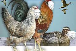 شانغهاي تعلن عن حالة إصابة أخرى بفيروس إتش 7 إن9