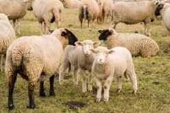 استرجاع 120 رأس من الغنم في سوق اهراس