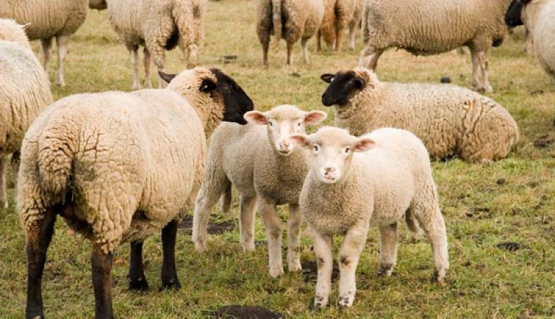 استرجاع 120 رأس من الغنم في سوق اهراس