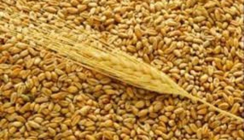 انتاج 39.000 قنطار من الحبوب بولاية الجزائر