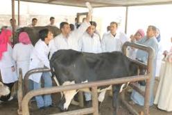 توزيع 6.000 جرعة لقاح ضد الحمى القلاعية إضافية في تيارت