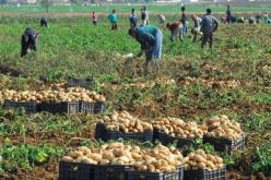 مؤسسات إنتاجية فتية تطمح للمساهمة في الحد من استيراد المنتجات الفلاحية الغذائية