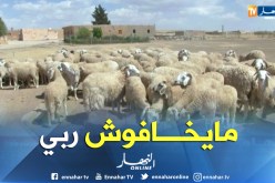 تسمين كباش العيد للربح السريع .. مهنيو القطاع يستنكرون
