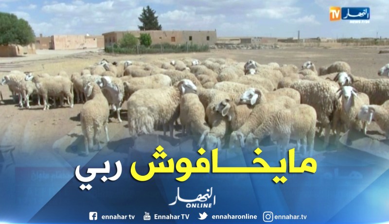 تسمين كباش العيد للربح السريع .. مهنيو القطاع يستنكرون