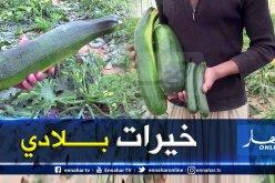بالفيديو.. إنتاج “كورجات” يفوق وزنها 3 كلغ في فصل الشتاء بصحراء غرداية