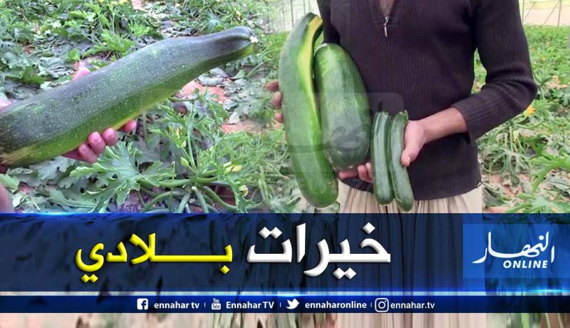 بالفيديو.. إنتاج “كورجات” يفوق وزنها 3 كلغ في فصل الشتاء بصحراء غرداية