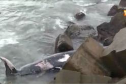 بالفيديو.. نفوق حوت كبير بشاطئ عين طاية بالعاصمة