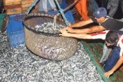 استقرار سوق الموارد السمكية متوقف على تحسين شبكات التوزيع والمراقبة