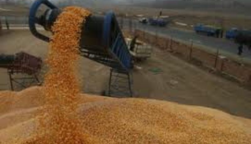 الجزائر تستورد أكثر من 10 ملايين طن من الحبوب خلال سنة 2013