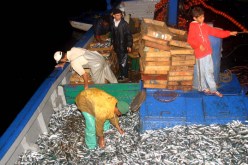 وزارة الصيد تحدد 29 منطقة للاستثمار في مجال تربية المائيات