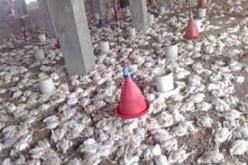 هلاك 4 آلاف طير دجاج في حريق بمزرعة لتربية الدواجن بزيغود يوسف