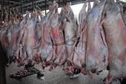 وزير الشؤون الدينية يعلن عن تعديل المرسوم الرائسي المتعلق بصرع الحيوان