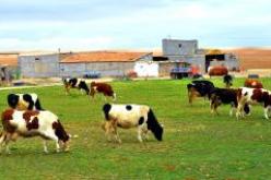 توزيع كميات معتبرة من اللقاح ضد الحمى القلاعية على 7 مخابر جهوية