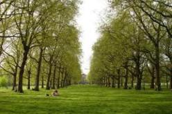 عملية تهيئة مساحات خضراء على مستوى اربع محاور قيد الانجاز بولاية الجزائر