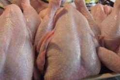 حجز قنطارين من اللحوم الفاسدة في معسكر