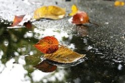 عروض الزواج