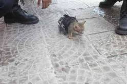 بالصور…هذا ما فعله عون حماية مدنية بقط مبتور القدمين