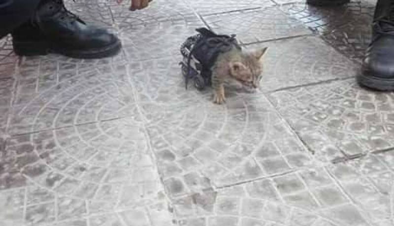 بالصور…هذا ما فعله عون حماية مدنية بقط مبتور القدمين