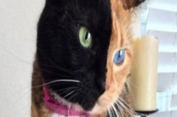 قطة تجمع بين خلايا وراثية مختلفة تجلب أنظار مليون معجب على الفيسبوك