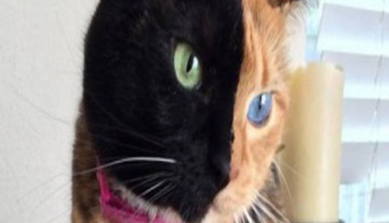 قطة تجمع بين خلايا وراثية مختلفة تجلب أنظار مليون معجب على الفيسبوك