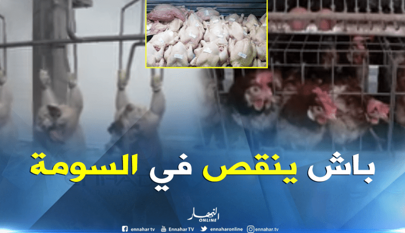 إستيراد مليون دجاجة مبيضة لتخفيض الأسعار