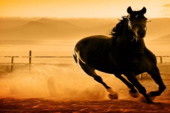 خيالة مغنية يحتجون على تحويل مقر الفروسية