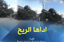 بالصور…الرياح تقتلع الأشجار وتعيق حركة المرور بشوفالي في العاصمة