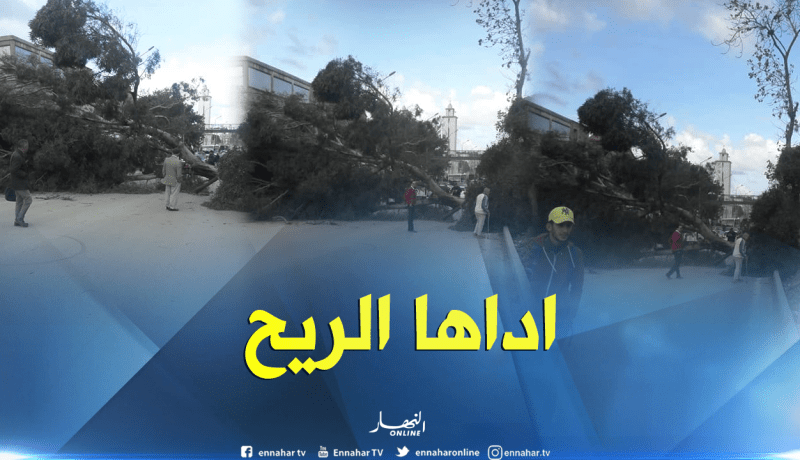 بالصور…الرياح تقتلع الأشجار وتعيق حركة المرور بشوفالي في العاصمة