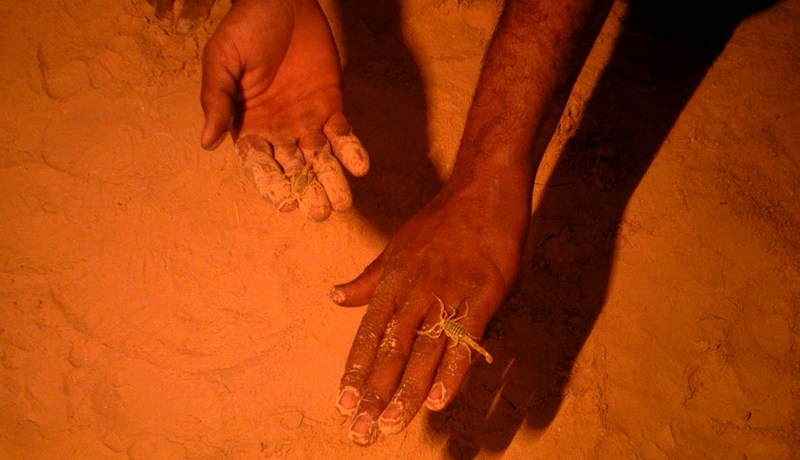 شيخ عمره 70 سنة يتحدى سم العقارب بآيات قرآنية في تڤرت