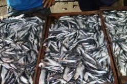 حجز أكثر من 3 أطنان من سمك السردين بناحية الغزوات