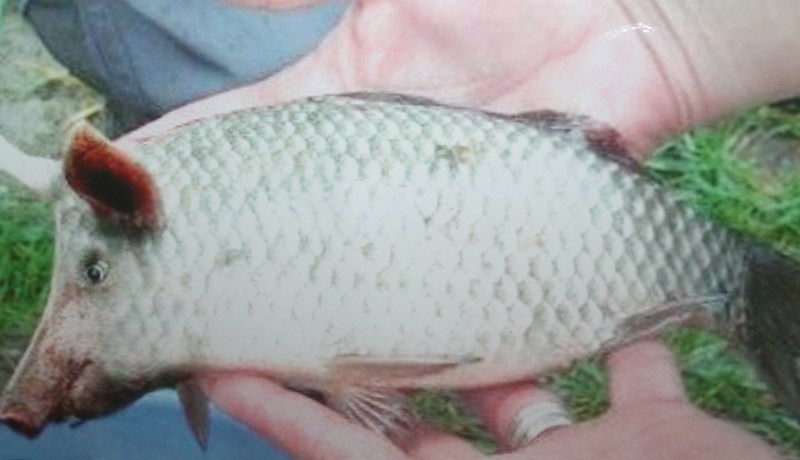 العثور على سمكة برأس خنزير في سد الشرفة بمعسكر