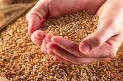 عبد الوهاب نوري يدعو إلى وضع استراتيجية عربية لمواجهة تحديات الأمن الغذائي في المنطقة العربية