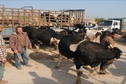 وزارة الفلاحة تحصي الموالين المتضررين من الحمى القلاعية قصد صرف تعويضات لهم