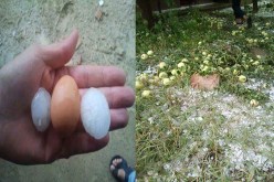 حبات برد بحجم البيض تسبب كوارث في المحاصيل الفلاحية بباتنة