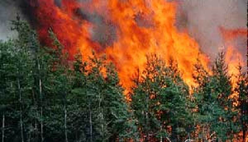 الحرائق تتلف مئات الأشجار المثمرة بڤالمة‮ ‬