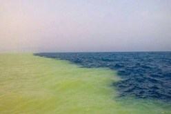 البقع الصفراء في سواحل العاصمة وزموري ظاهرة طبيعية