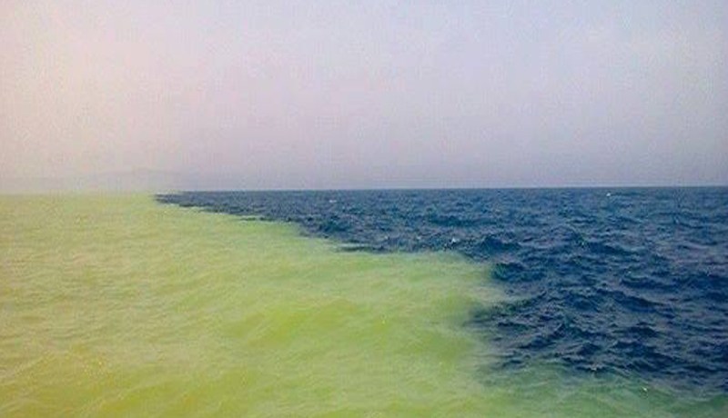 البقع الصفراء في سواحل العاصمة وزموري ظاهرة طبيعية