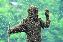 8 جرحى بعد هجوم لأسراب النحل على قرية في سوق أهراس