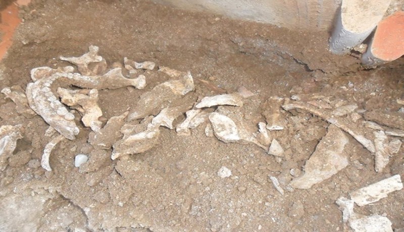 أطفال يعثرون على قبر من العهد الاستعماري بسيدي غيلاس في تيبازة