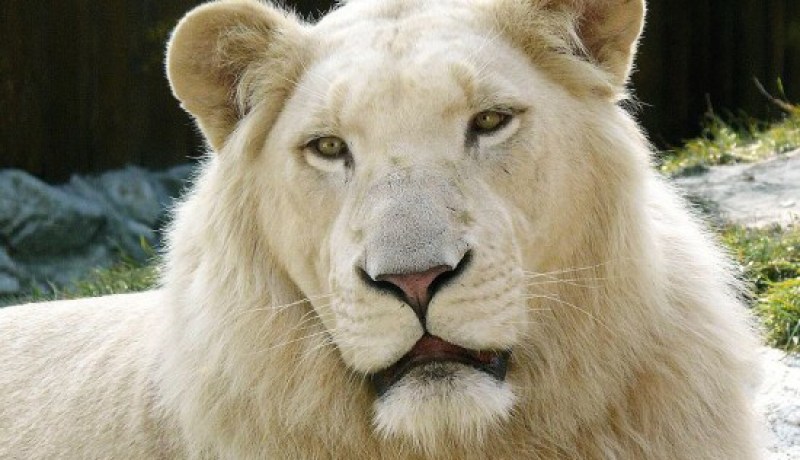 اللّيث الأبيض أوّل أسد من نوعه في الجزائر
