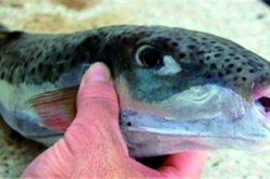 ظهور سمكة الأرنب من جديد في سواحل سكيكدة