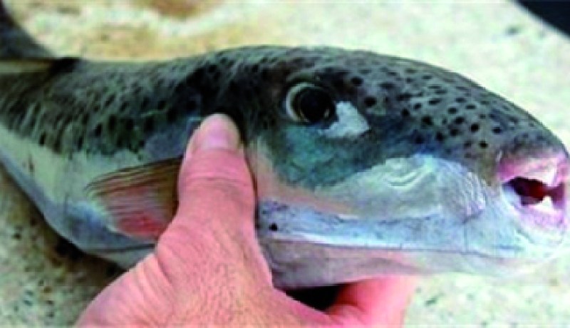 ظهور سمكة الأرنب من جديد في سواحل سكيكدة